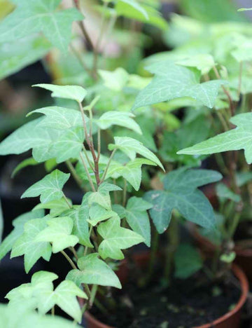 Hedera Helix - Lierre commun