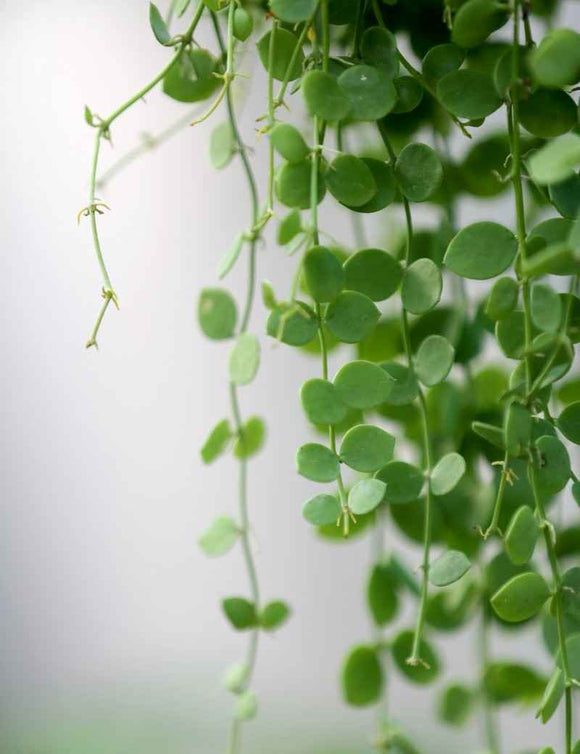 Dischidia nummularia