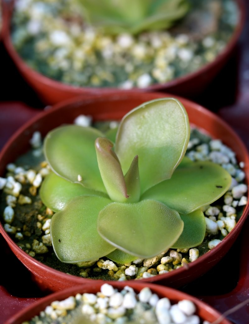 Pinguicula x sethos - Plante carnivore exceptionnelle pour votre collection