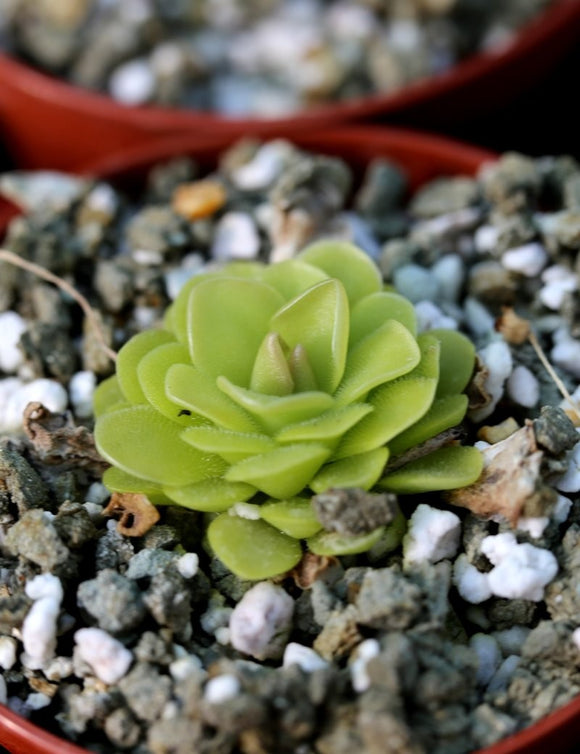 Pinguicula x bailly plante carnivore - Petite merveille botanique