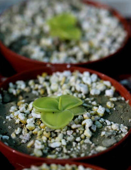 Pinguicula moranensis alba