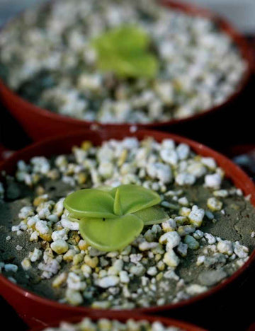 Pinguicula moranensis alba