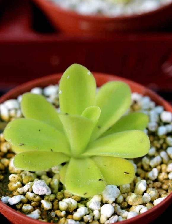 Pinguicula agnata Larg Yellow leaf