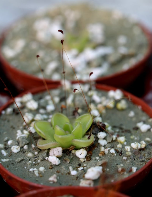 Pinguicula Kondoï