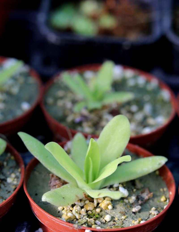 Pinguicula gigantea alba x moctezumae