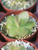 Pinguicula x sethos - Plante carnivore exceptionnelle pour votre collection