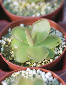 Pinguicula x sethos - Plante carnivore exceptionnelle pour votre collection