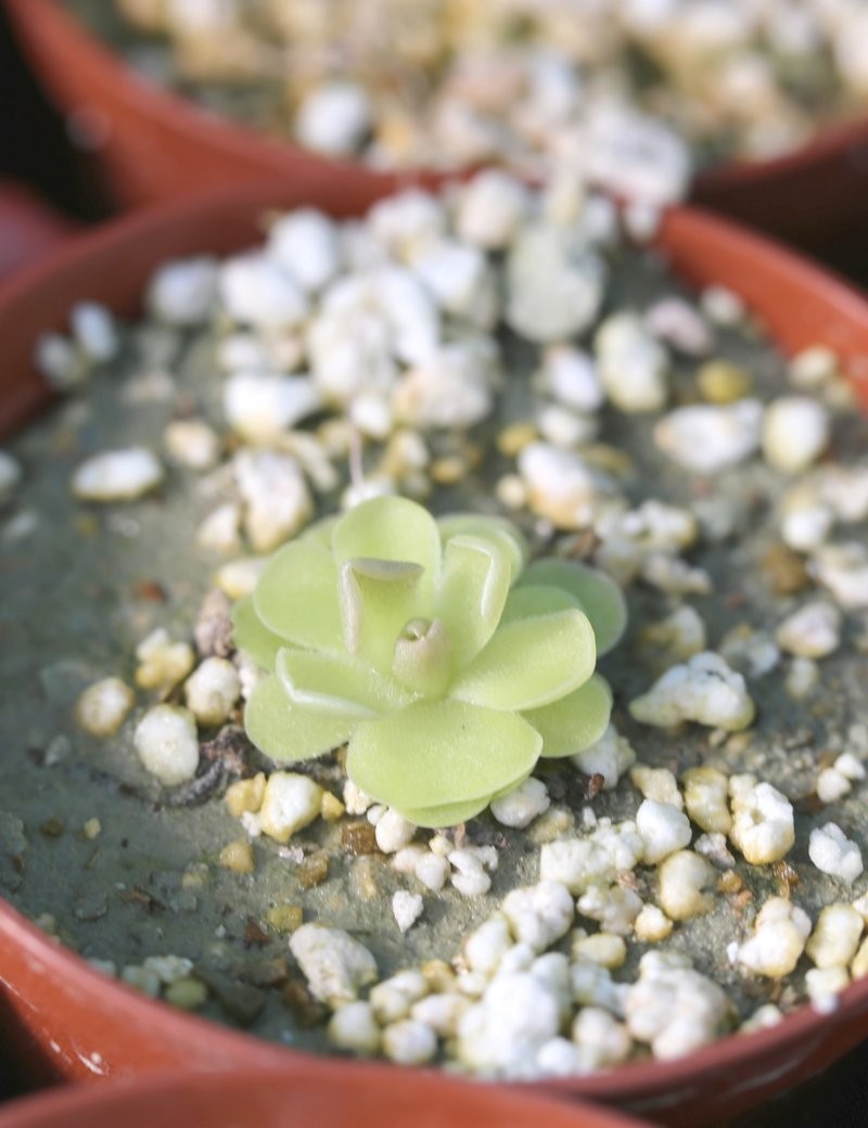Pinguicula x versailles plante carnivore - La beauté des plantes insectivores