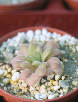 Pinguicula gypsicola plante carnivore rare et fascinante