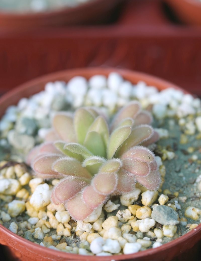Pinguicula gypsicola plante carnivore rare et fascinante
