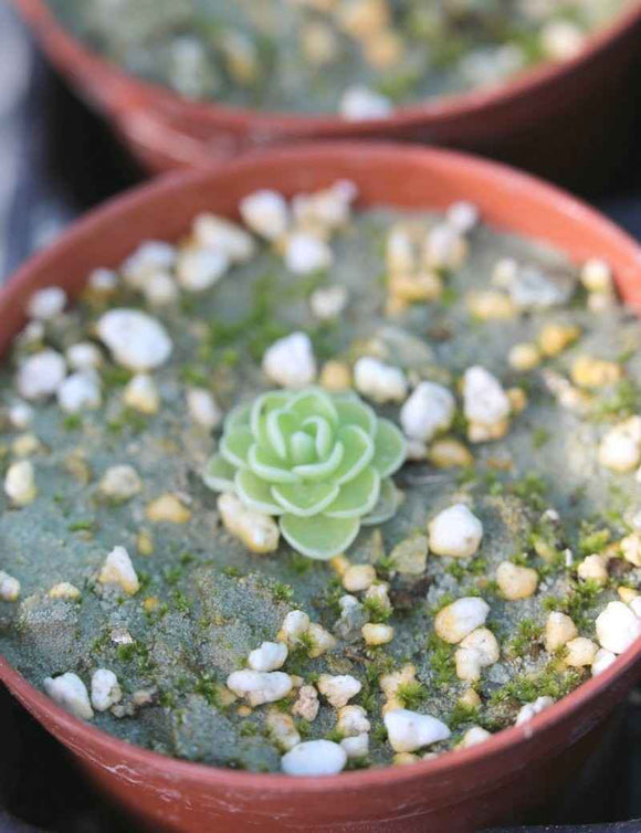 Pinguicula jaumavensis