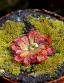 Drosera aliciae plante carnivore - Plante fascinante pour les amateurs de botanique