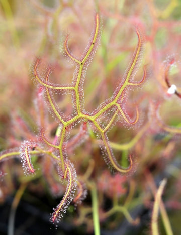 Drosera binata multifida - Plante carnivore exceptionnelle
