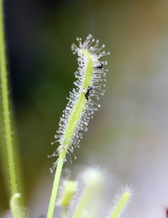 Drosera capensis albinos - Plante carnivore rare à découvrir