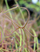 Drosera binata 'Marston Dragon'