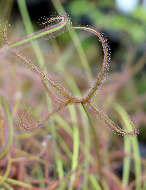 Drosera binata 'Marston Dragon'