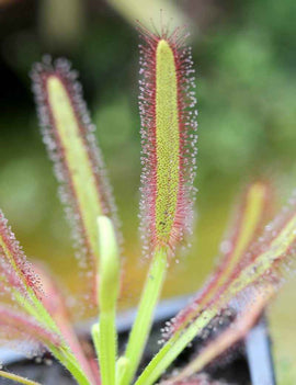 Drosera capensis compacta