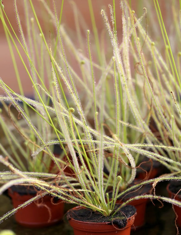 Drosera filiformis clone 2 - Plante carnivore unique et fascinante