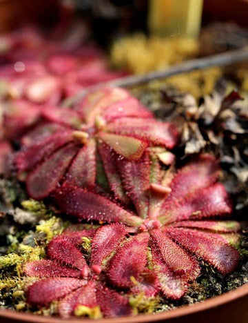 Drosera hamiltonii