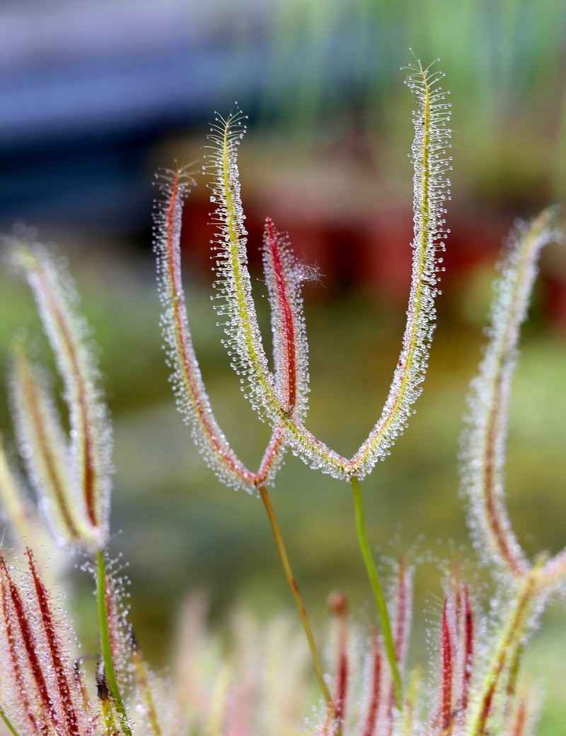 Drosera binata 'feuilles cuivrées'