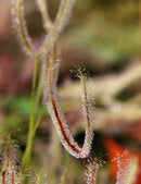 Drosera binata 'feuilles cuivrées'