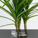 Dracaena Marginata 110 cm - clicktofournisseur.com