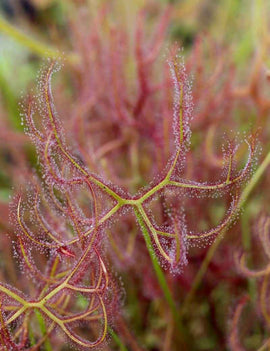 Drosera binata var multifida extrema