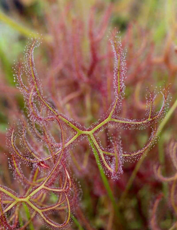 Drosera binata var multifida extrema