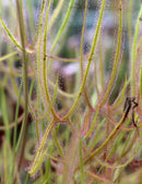 Drosera binata géante - Plante carnivore exceptionnelle à découvrir