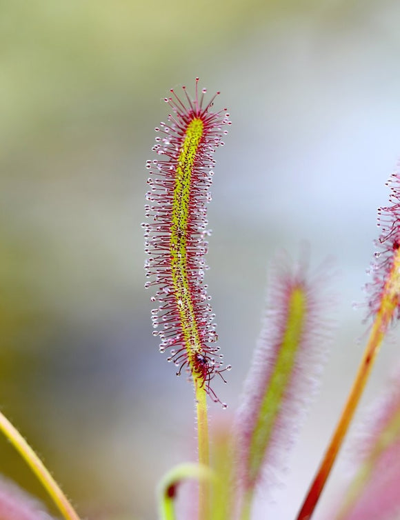 Drosera capensis plante carnivore - Attraction des insectes et croissance facile