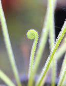 Drosera filiformis tracyi - Plante carnivore exceptionnelle à découvrir