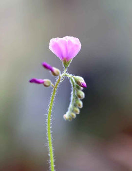Drosera capensis 'feuilles poilues'
