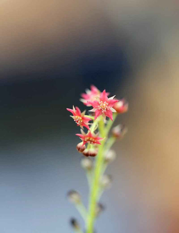 Drosera adelae
