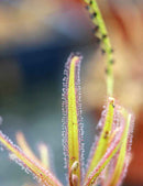 Drosera adelae
