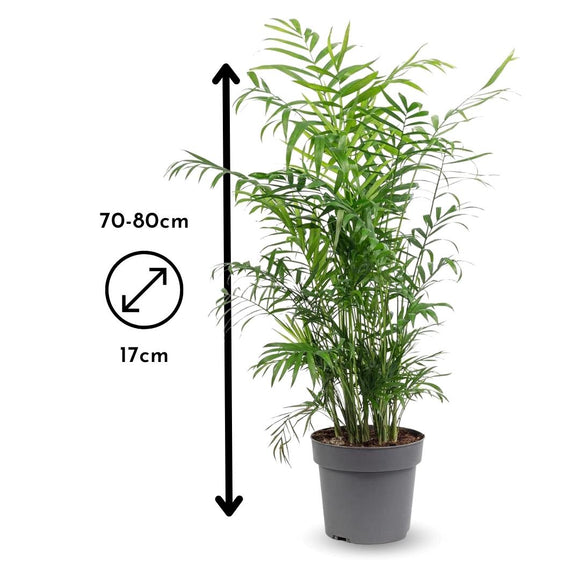 Chamaedorea Elegans 80 cm - clicktofournisseur.com