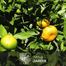 Mandarinier Satsuma 80 cm - clicktofournisseur.com