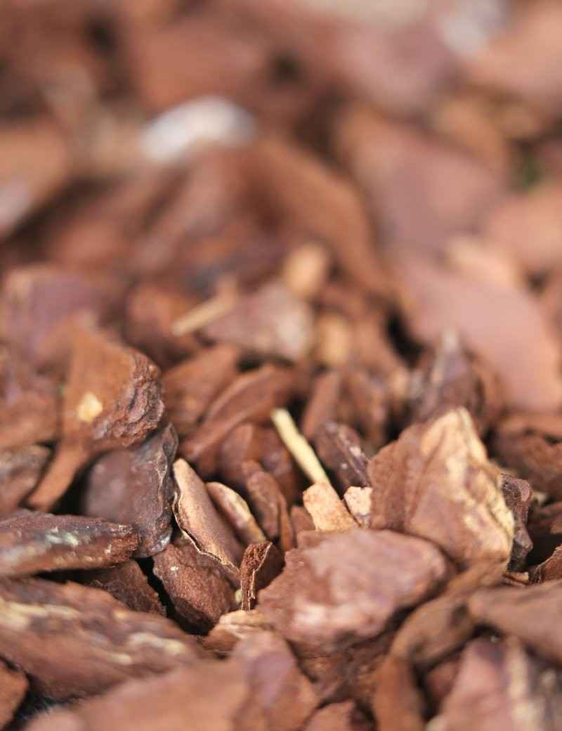 Écorces de pin