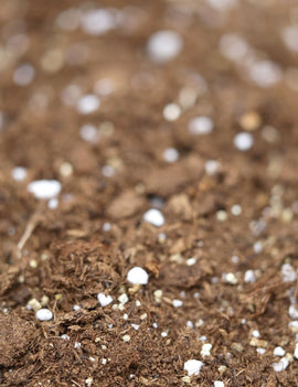 Mélange de terreau pour plantes carnivores