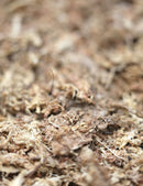 Sphaigne déshydratée 3 litres pour un jardinage réussi