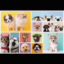 Puzzle TREFL Chiens 160 pièces