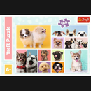 Puzzle TREFL Chiens 160 pièces