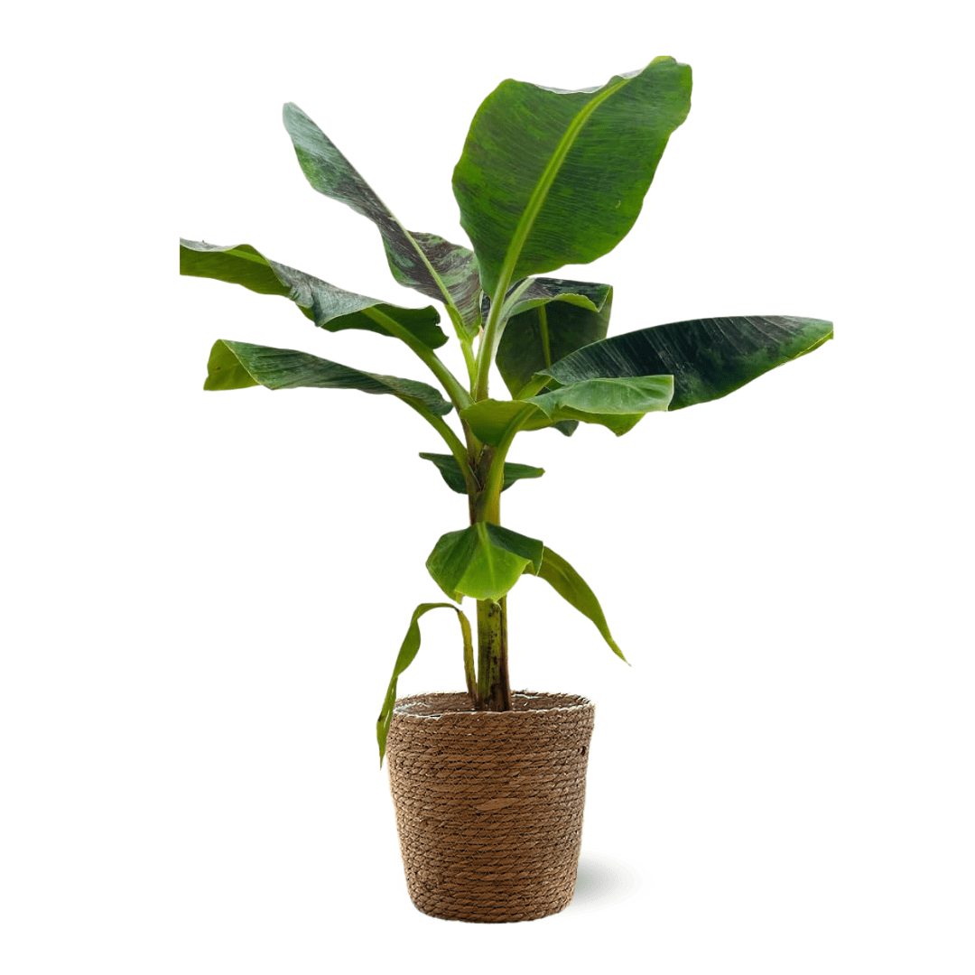 Bananier Musa 70 cm - clicktofournisseur.com