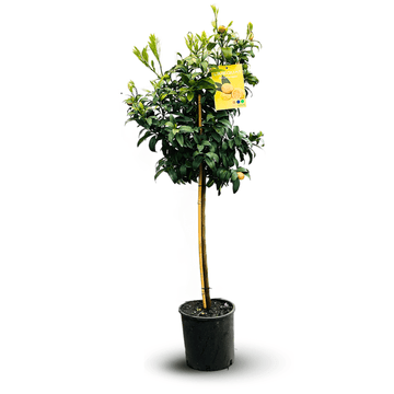 Limequat 120 cm - clicktofournisseur.com