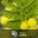 Mimosa Gaulois Touffe 50 cm - clicktofournisseur.com