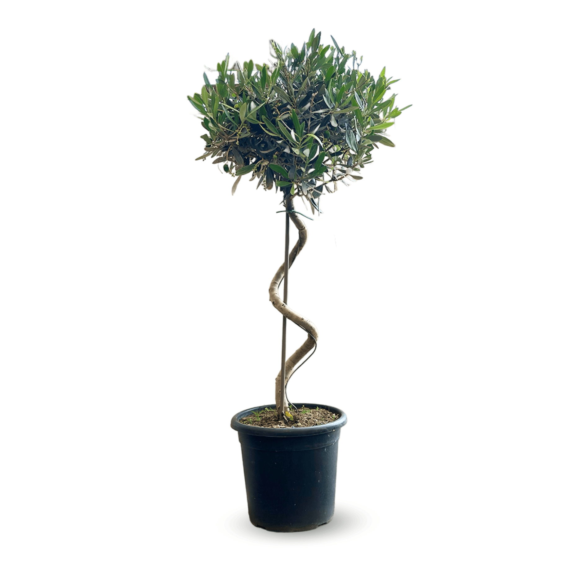 Olivier Europaea Tige Torsadée 100 cm - clicktofournisseur.com