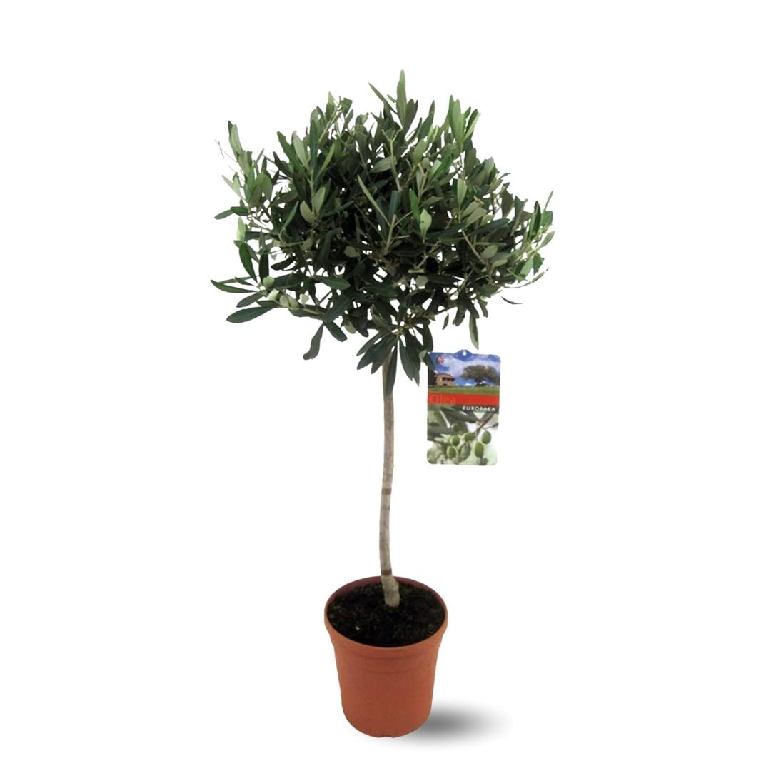 Olivier Europaea 90 cm - clicktofournisseur.com