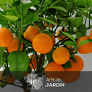 Calamondin 80 cm - clicktofournisseur.com