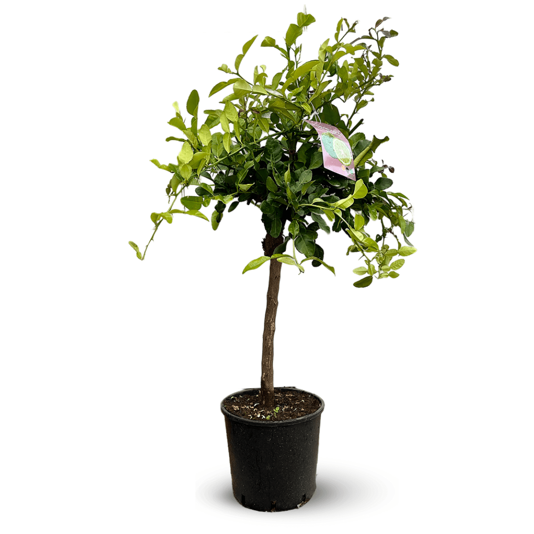Combava 110 cm - clicktofournisseur.com