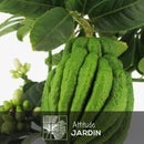 Main de bouddha 80 cm - clicktofournisseur.com