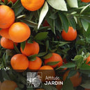 Clémentinier 80 cm - clicktofournisseur.com